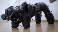 新しい女! 小さくてかわいい人型犬
